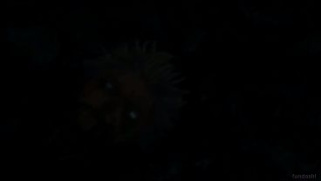 [Dessa, Pornografia, Twin Apenas] Twin Apenas Olhe Um V Deo De Jujutsu E Saia Dessa Rotina De Pornografia